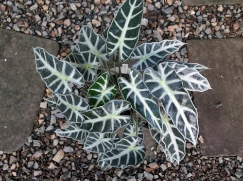 アロカシア・バンビーノ 7号 - 植物と暮らす m-plant