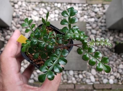 オペルクリカリア・デカリー 実生 - 植物と暮らす m-plant オペルクリカリア・デカリー 実生 - 植物と暮らす m-plant