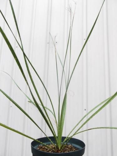 ダシリリオン・セドロサナム 5号 - 植物と暮らす m-plant