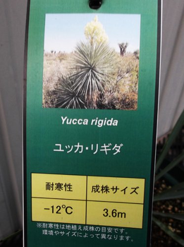 ユッカ・リギダ ５号 - 植物と暮らす m-plant