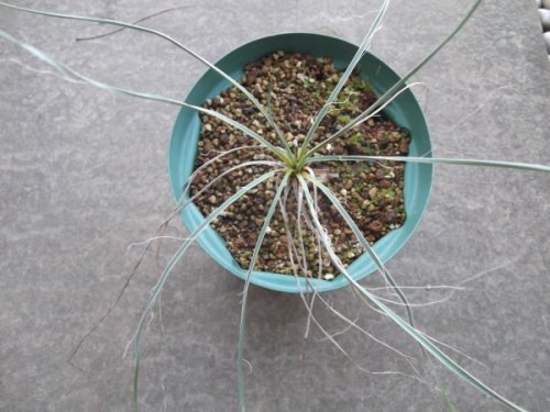 ユッカ・エラータ ５号 - 植物と暮らす m-plant