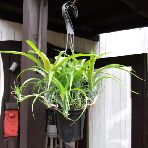 ネオレゲリア・パウシフローラ 吊り 4号 - 植物と暮らす m-plant ネオレゲリア・パウシフローラ 吊り 4号 - 植物と暮らす m-plant