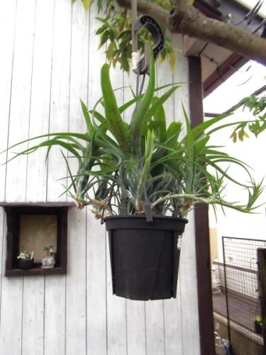 ネオレゲリア・パウシフローラ 吊り 4号 - 植物と暮らす m-plant ネオレゲリア・パウシフローラ 吊り 4号 - 植物と暮らす m-plant