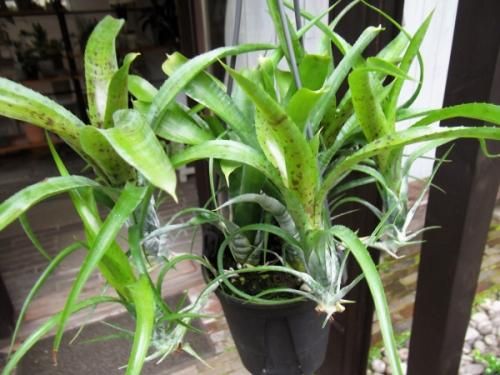 ネオレゲリア・パウシフローラ 吊り 4号 - 植物と暮らす m-plant ネオレゲリア・パウシフローラ 吊り 4号 - 植物と暮らす m-plant