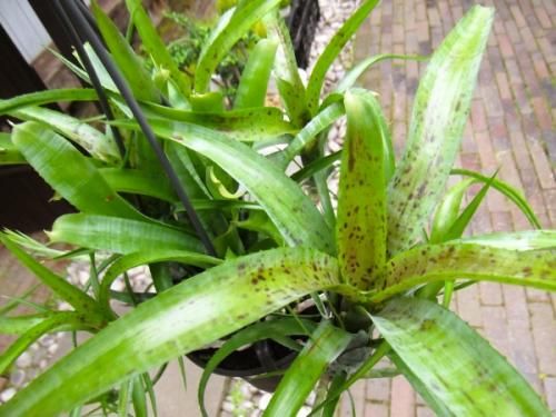 ネオレゲリア・パウシフローラ 吊り 4号 - 植物と暮らす m-plant