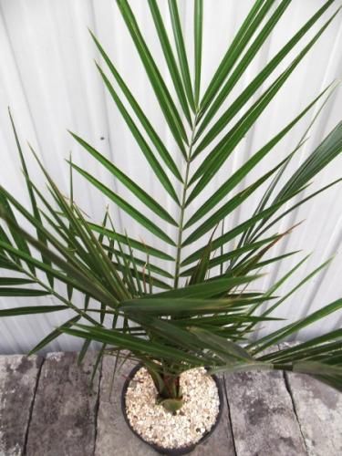 カナリーヤシ カナリーヤシ 5号 - 植物と暮らす m-plant