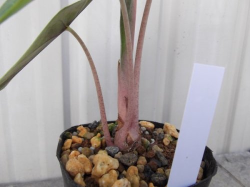 アロカシア・ナイロビナイツ - 植物と暮らす m-plant