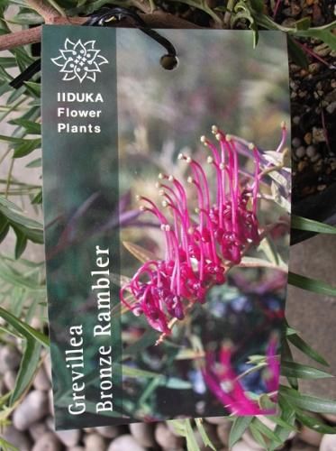 グレビレア ブロンズランバー 大株 2 グレビレア・ブロンズランバー - 植物と暮らす m-plant