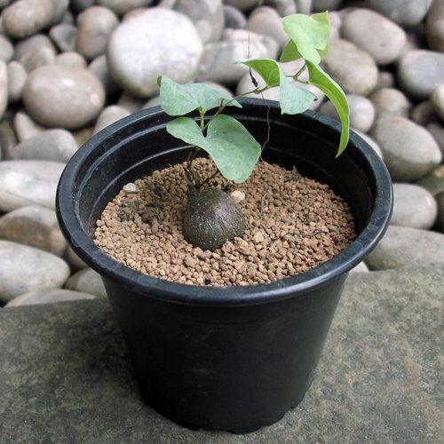 ディオスコレア・シルバチカ - 植物と暮らす m-plant