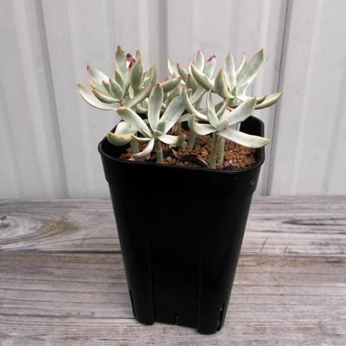 多肉植物  クラッスラ ルブリカウリス　キャンディケイン 抜き苗 クラッスラ・キャンディケーン - 植物と暮らす m-plant