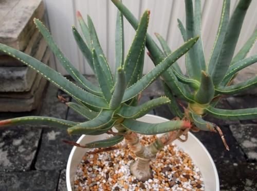 ○ アロエ　ラモシシマ / Aloe ramosissima 国内実生株 Aloe ramosissima アロエ ラモシシマ 多肉植物 | plants MARU ー