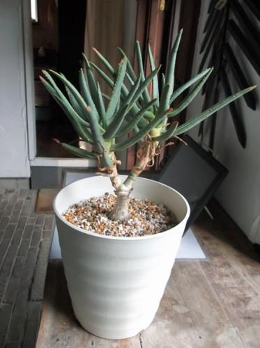 ヒ*爺様 多肉植物　アロエ　ラモシシマ　6寸　観葉植物 ヒ*爺様 多肉植物 アロエ ラモシシマ 6寸 観葉植物 - メルカリ