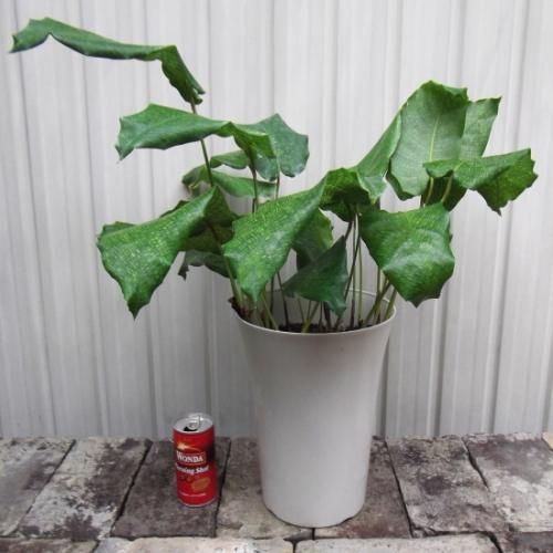観葉植物　カラテア ムサイカ 161d8d56ebff2224ad3171fd966baf