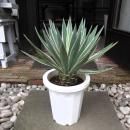 ١󥰥ƥեꥢ ƥޥ륮ʡǡ