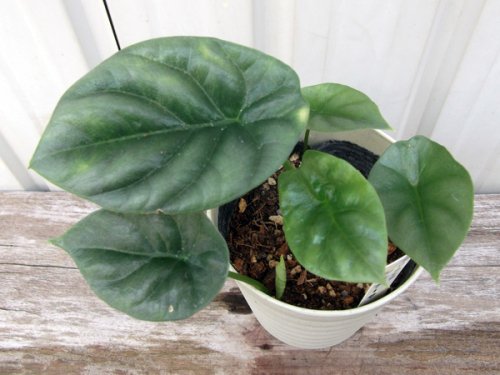 アロカシア・シヌアータ　3.5号 - 植物と暮らす　m-plant