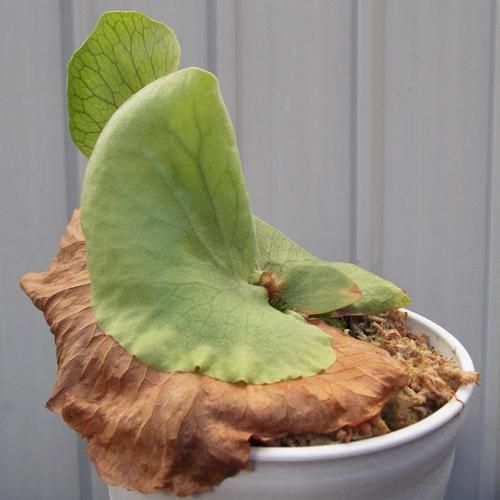 Banna#G pup ビカクシダ 2025.1/19〜】板付ビカクシダ P. Banna#A（pup