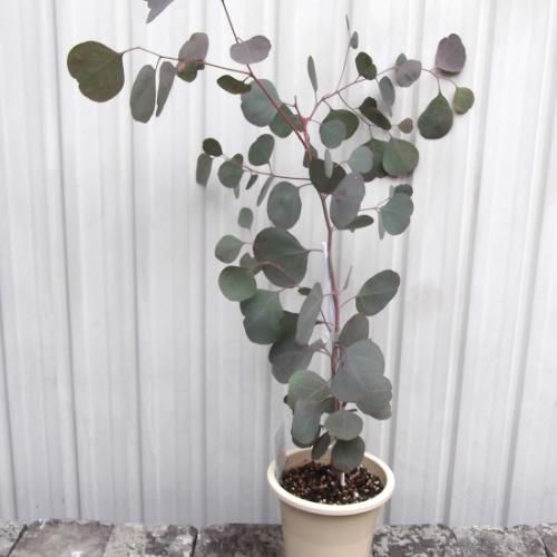 ユーカリ 10号 | 観葉植物 | インテリアやギフトに - Hitohana（ひとは