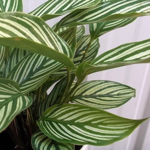 カラテア・ビッタタ - 植物と暮らす m-plant