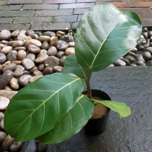 フィカス・ルテア（アフリカンプリンス） - 植物と暮らす m-plant