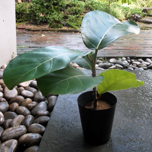 フィカス・ルテア（アフリカンプリンス） - 植物と暮らす m-plant