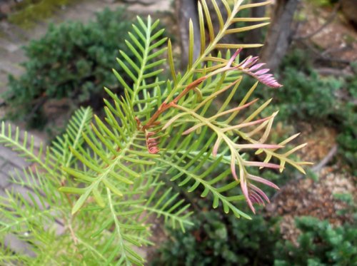 グレビレア・レッドフックス - 植物と暮らす m-plant