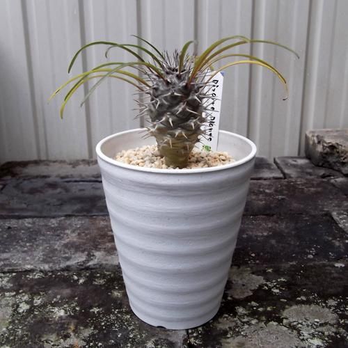 パキポディウム　ミケア　大株　現品 61l6ZlznIfL._UF350,350_QL80_.jpg