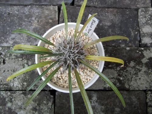 パキポディウム・ミケア 4号 - 植物と暮らす m-plant