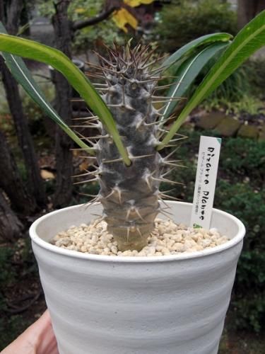 パキポディウム・ラモスム 4号 - 植物と暮らす m-plant