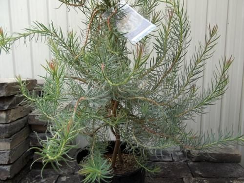 りんごページ　7号デュウカデンドロ　ラグジュウム　オージープランツ リューカデンドロン・ラグジュウム 7号 - 植物と暮らす m-plant