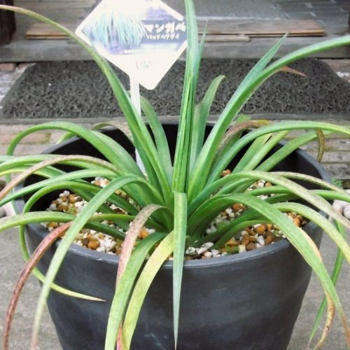 マンガベ・バッドヘアデイ ７号 - 植物と暮らす m-plant