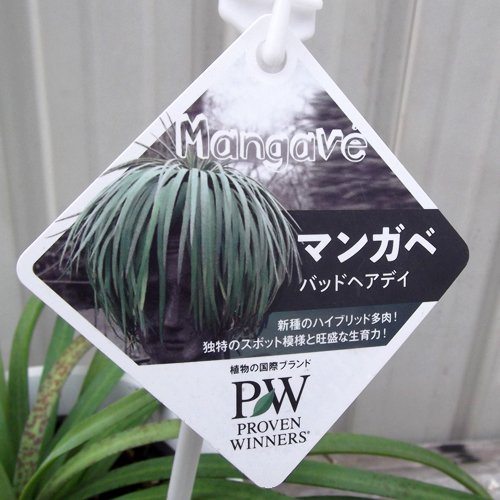 マンガベ・バッドヘアデイ ７号 - 植物と暮らす m-plant