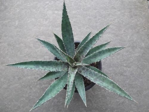 マンガベ　フレックルアンドスペックル　斑入り　レア　ピンク　アガベ×マンフレダ マンガベ フレックルアンドスペックル 斑入り レア ピンク