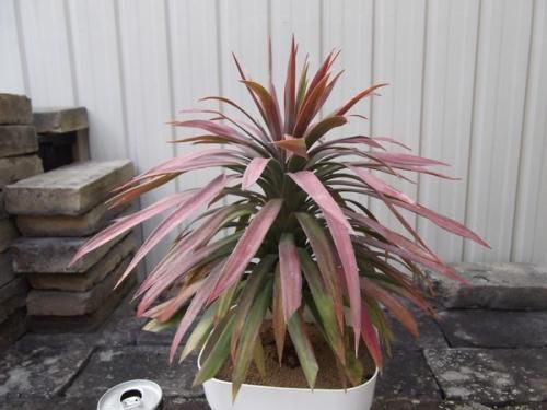 ユッカ・デスメティアーナ 5号 - 植物と暮らす m-plant