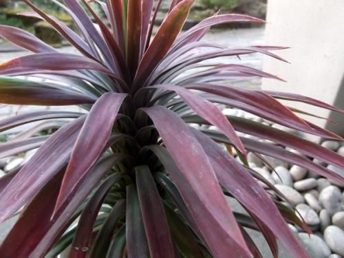 ユッカ・デスメティアーナ 5号 - 植物と暮らす m-plant