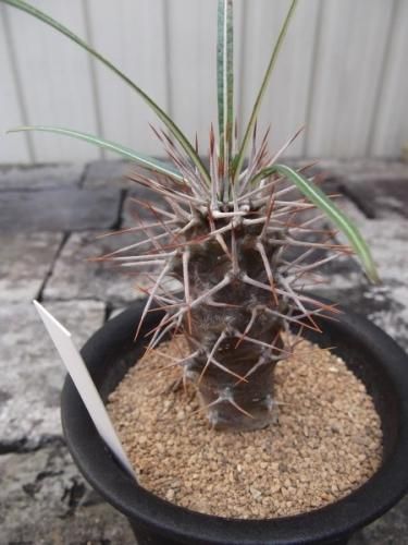 観葉植物　パキポ ゲアイー 楽天市場】コーデックス：パキポディウム ゲアイー 実生*S 葉幅20cm