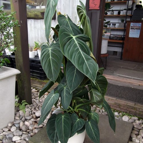 フィロデンドロン・メラノクリサム ８号 - 植物と暮らす m-plant