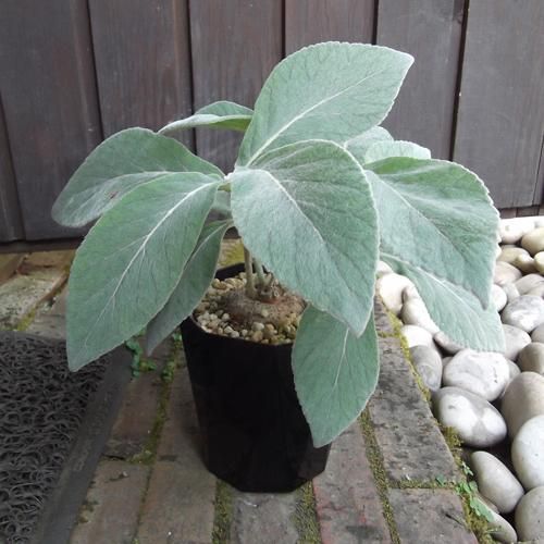 シンニンギア・レウコトリカ 4号 - 植物と暮らす m-plant