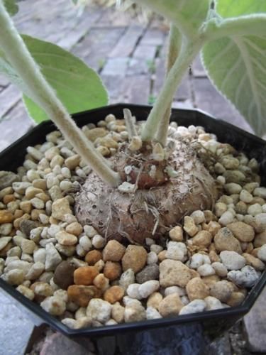シンニンギア・レウコトリカ 4号 - 植物と暮らす m-plant