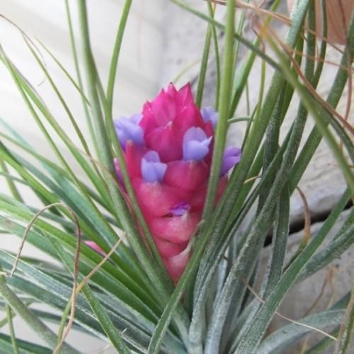 チランジア (ロシー × チアペンシス) ×ストレプトフィラ ベリーズ ストレプトフィラベリーズ ×チアペンシス） × ディグエティ