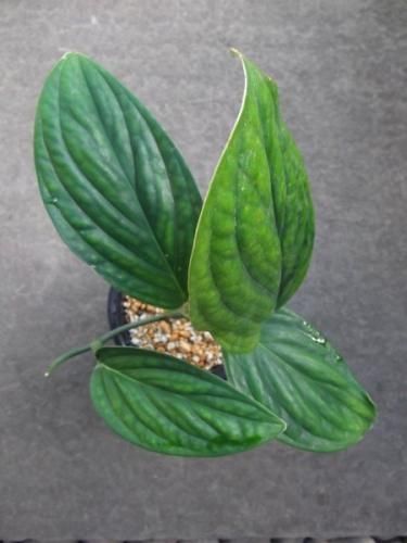 モンステラ・ジェイドウイング 4号 - 植物と暮らす m-plant モンステラ・ジェイドウイング 4号 - 植物と暮らす m-plant