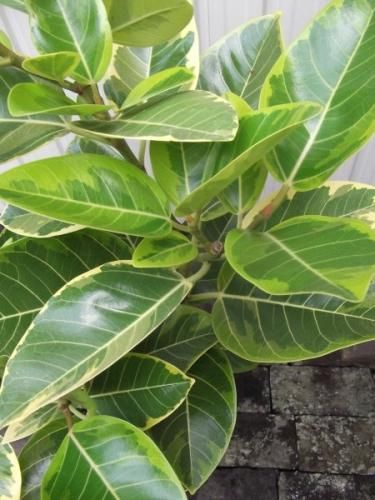 フィカス　アルテシマ　7寸サイズ フィカス・アルテシーマ 7号鉢 観葉植物と植木鉢の専門店cocolate