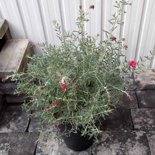 ラベンダーグレビレア ７号 - 植物と暮らす m-plant
