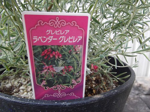 ラベンダーグレビレア ７号 - 植物と暮らす m-plant
