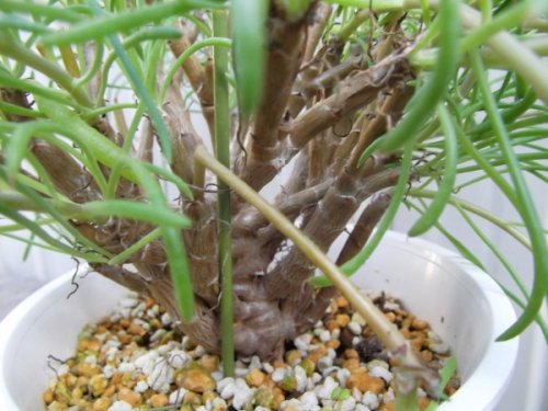 オトンナ・プロテクタ - 植物と暮らす　m-plant