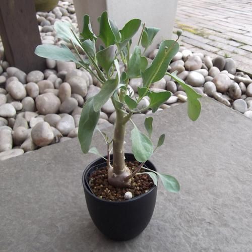 オトンナ・トリプリネルビア 4号 - 植物と暮らす m-plant
