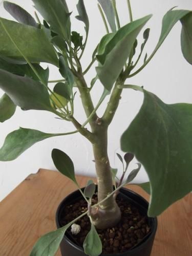 オトンナ・トリプリネルビア 4号 - 植物と暮らす m-plant