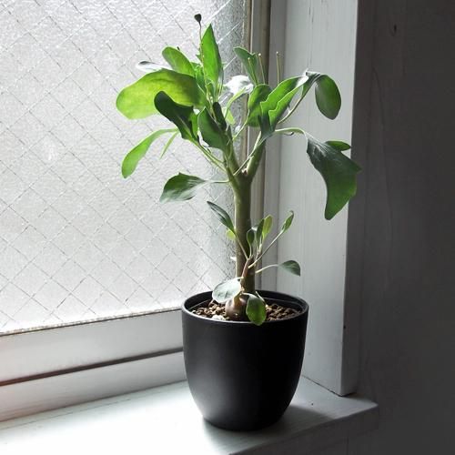 オトンナ・トリプリネルビア 4号 - 植物と暮らす m-plant オトンナ・トリプリネルビア 4号 - 植物と暮らす m-plant