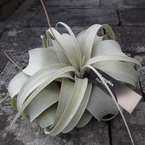 キセログラフィカ M - 植物と暮らす m-plant キセログラフィカ M - 植物と暮らす m-plant