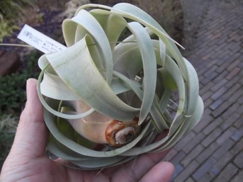 キセログラフィカ M - 植物と暮らす m-plant キセログラフィカ M - 植物と暮らす m-plant