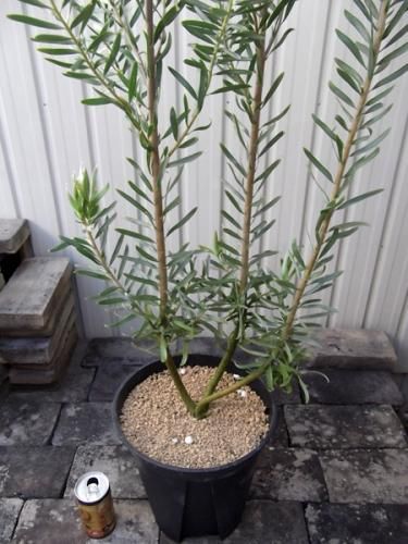 楽天市場】鉢花 観葉植物：リューカデンドロン*各種選べます 5号